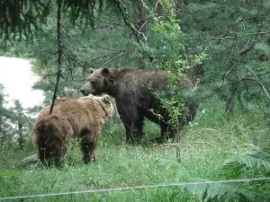 BEAR SANCTUARY Belitsa