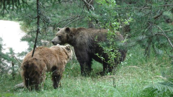 BEAR SANCTUARY Belitsa