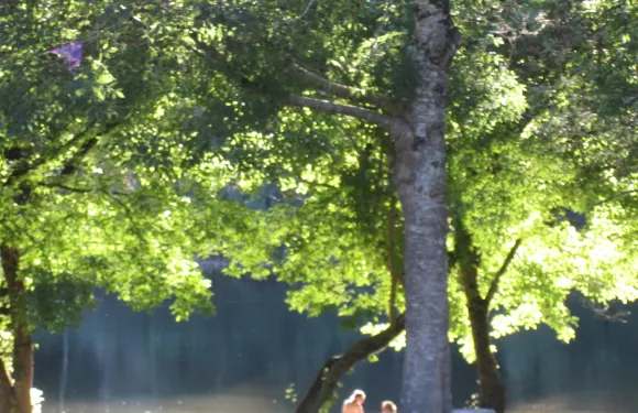 La Guinguette du Vieux Chêne