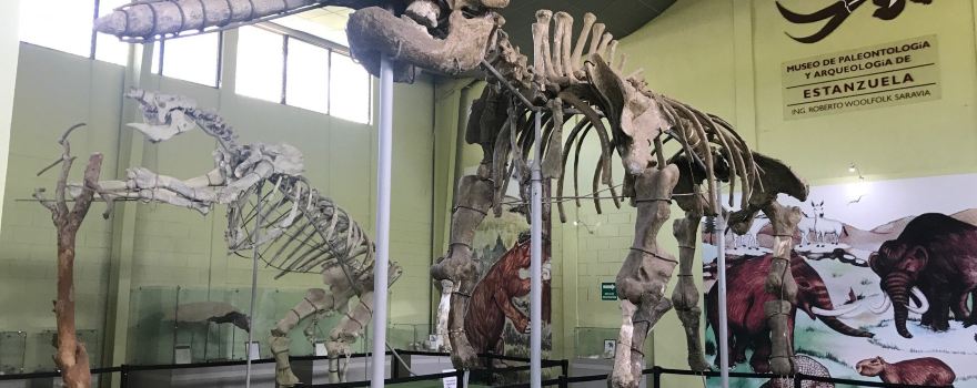 Museo de Paleontologia y Arqueologia de Estanzuela