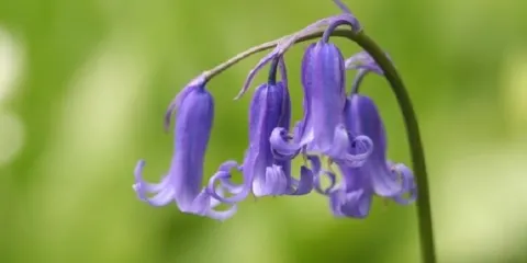 Thorncombe Woods Local Nature Reserve