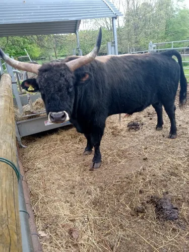 ヴァイスキルヒェン