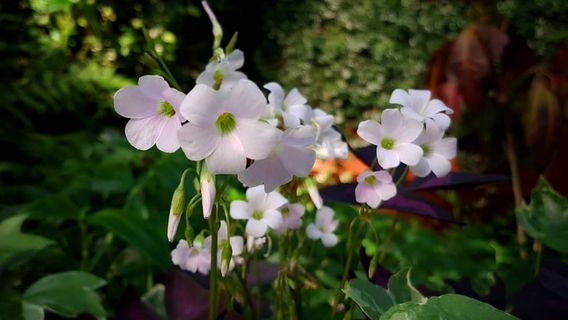 Sajeong-gol Botanical garden