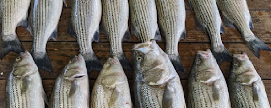 Tawakoni Fishing Guide-Matt Cartwright