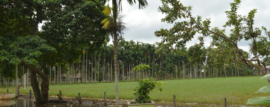 Megatama Field, Kampung Tengah