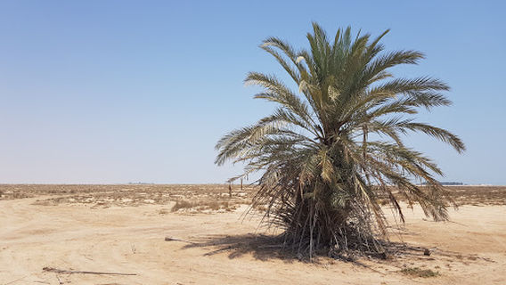 Al Jassasiya Rock Art Site