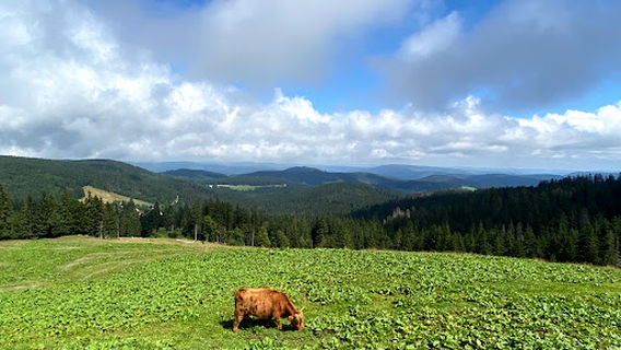 Bannwald Feldberg
