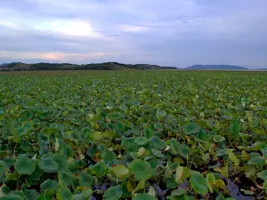 Ozero Lotos