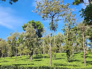 Meenampara - Nelliyampathy Hill View Point 1