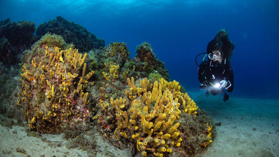 Manta Diving Lanzarote