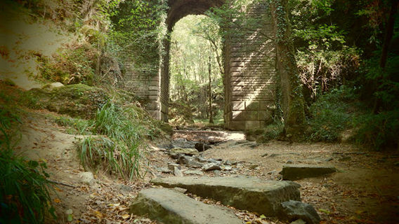 Forêt Domaniale de Mervent-Vouvant