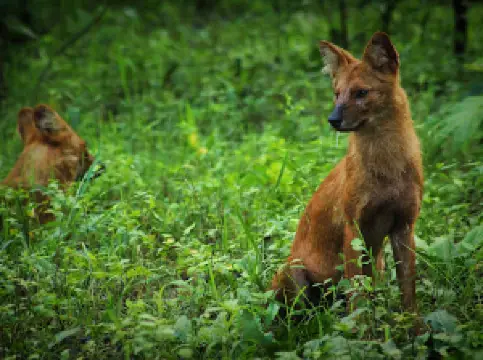 Teliya Gateway, Pench National Park