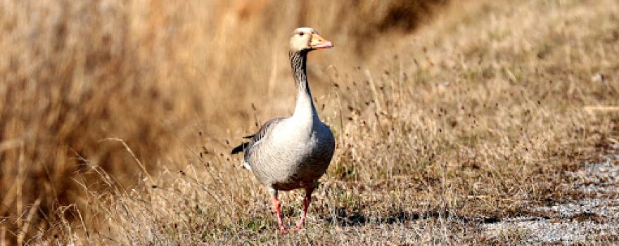 Vogel Schau Plätze