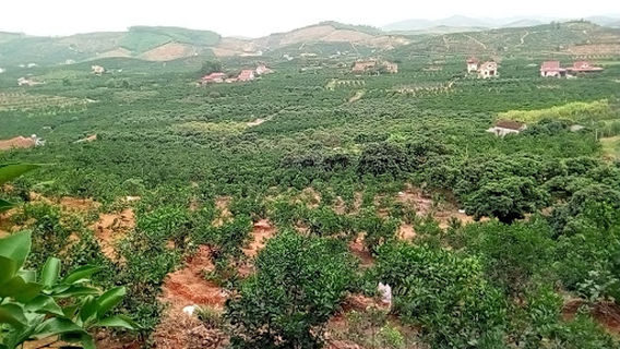 Tân Mộc
