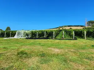 APOGEE TASMANIA