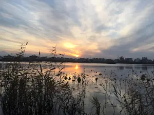 Niloofar Abi Babol Wetland