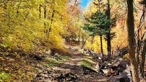 Osha Trail Trailhead