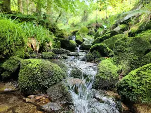 Nationalpark Schwarzwald