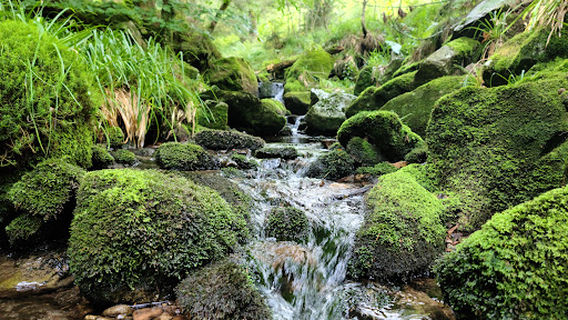 Nationalpark Schwarzwald