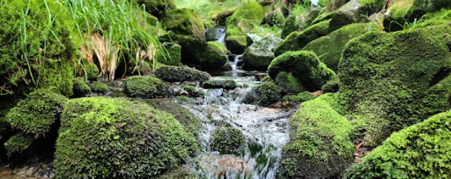 Nationalpark Schwarzwald