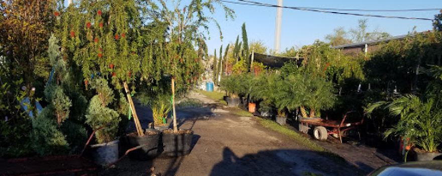 Plant & Palm Tropical Outlet