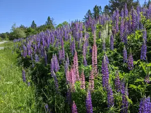 Hammond River Nature Park