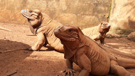 Iguanario Los Tocones