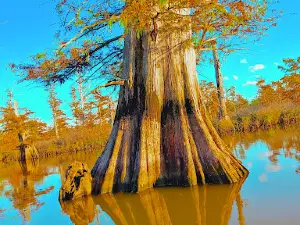 Cache Bayou Outfitters