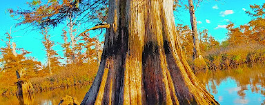 Cache Bayou Outfitters