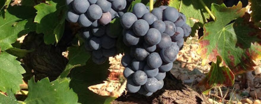 Domaine de PIAUGIER
