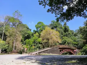 Tree Top Walk Sungai Sedim