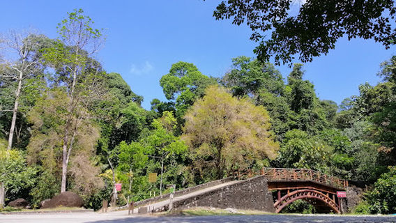 Tree Top Walk Sungai Sedim