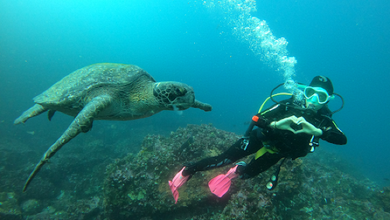 Eagleray Galapagos Diving