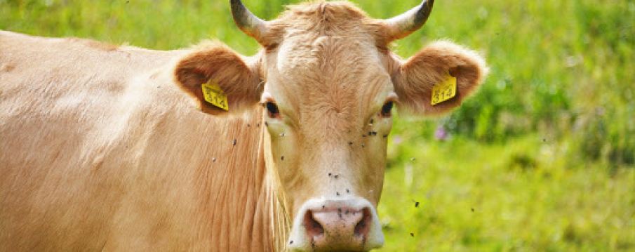 Vodopad Skakala Lještanica