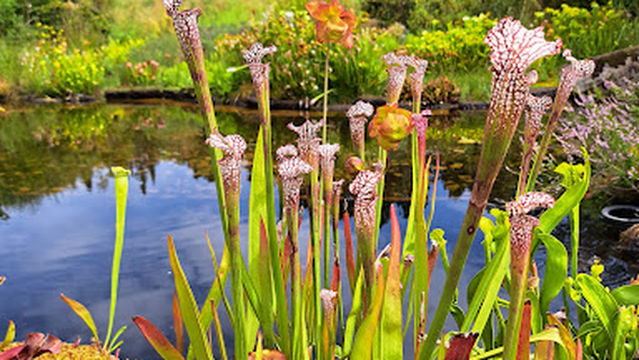 Botanical Gardens and Arboretum of Mendel University