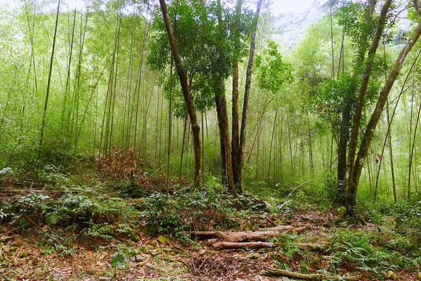 4_八仙山國家森林遊樂區