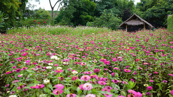 ສວນສິງຫາ Soun Singha สวนสิงหา