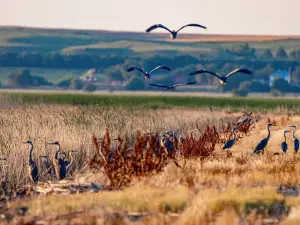 Cheyenne Bottoms Refuge