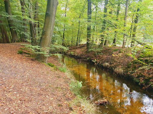 Leuvenum Forest