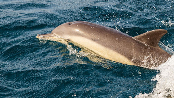 Dolphin Adventure