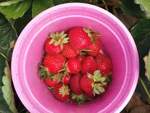 Polkadraai Strawberry Farm