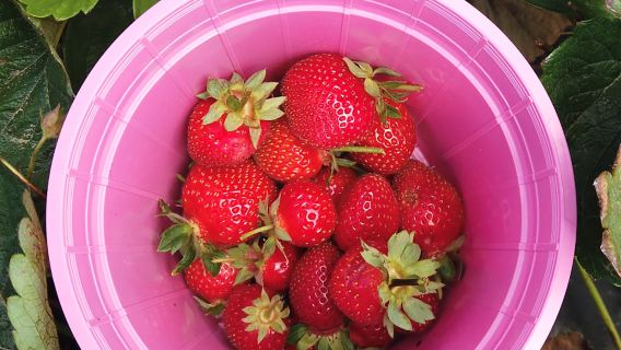 Polkadraai Strawberry Farm