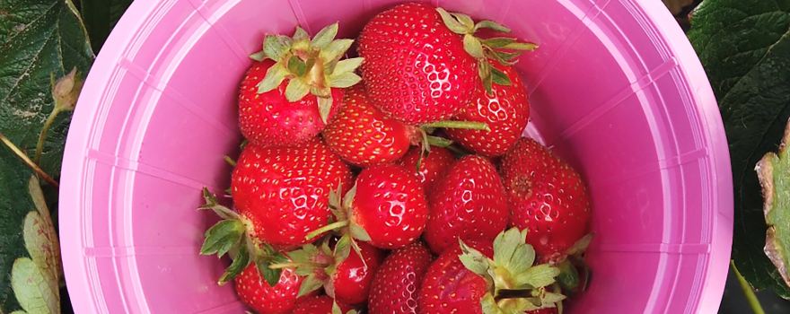 Polkadraai Strawberry Farm