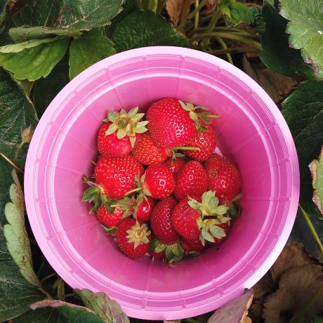 Polkadraai Strawberry Farm