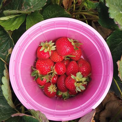 Polkadraai Strawberry Farm