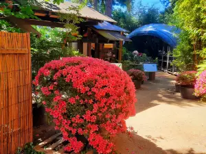 Japanese Bonsai Garden (Japanischer Bonsaigarten)