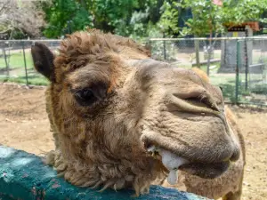 Zoologico de Chihuahua