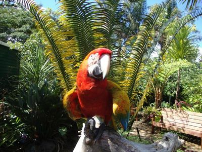 The Parrot Place