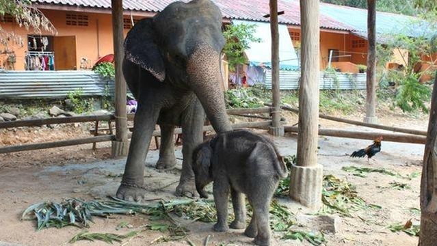 Ban Kwan Chang Elephant Camp