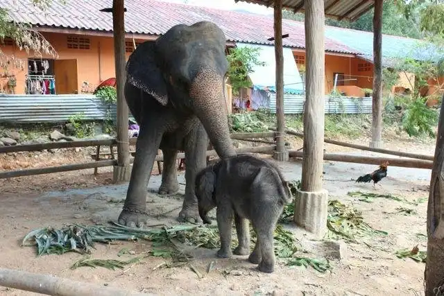 Hotels in der Nähe von Ban Kwan Chang Elephant Camp